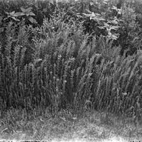 Original caption: Dondia Salt Basin, 1919