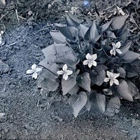 Violets 2 1/2 miles NE [northeast] of Havelock. May 9, 1920