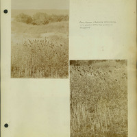 Frank Shoemaker, Narratives, Thomas County, July 3-11, July 27-30, 1911