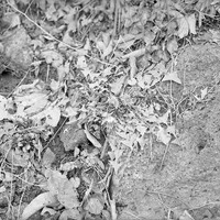 December Dandelions, Branson Woods. Dec. 1919. Frank H. Shoemaker (321301-A1022)