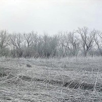 Cut off north of Havelock, ragweed in foreground, and crow's nest building. May 2, 1920